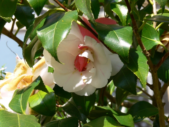 Bois des Moutiers (115) mars 2012